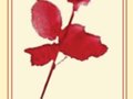 Une rose, un livre -- 24/04/08